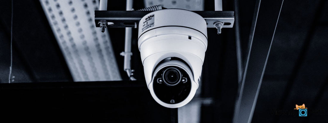 What Is the Difference Between a Pet Camera and a Security Camera?